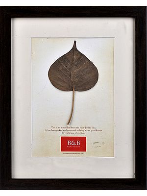 Pipal Leaf from Bodhi- Tree (Framed)
