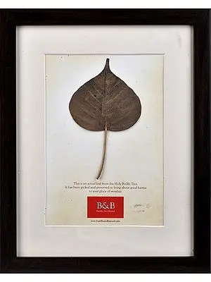 Pipal Leaf from Bodhi- Tree (Framed)