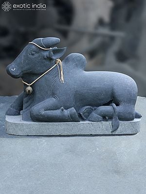 34" Large Calm Nandi In Seated Posture | Black Granite Stone Sculpture