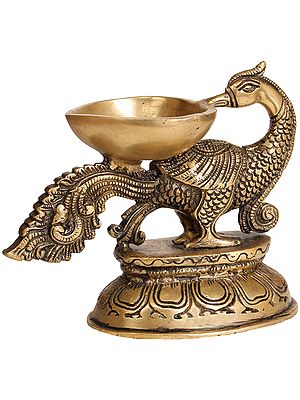 Peacock Leading the Light