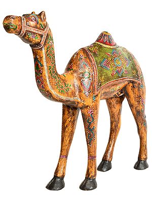 Camel from Rajasthan
