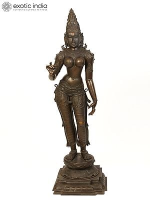 70" Large Standing Goddess Sivagami (Devi Uma) Bronze Sculpture