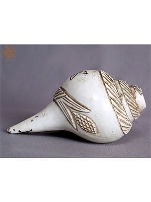 Buy Unique Conches with Hindu Symbols for Rituals Only at exotic India