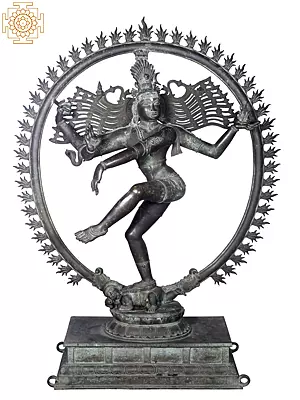 Shiva Nataraja: Cosmic Dancer in 63'' Panchaloha Bronze (Lost-Wax)