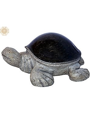 12" Tortoise with Black Back