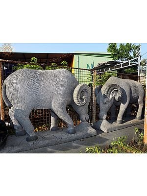 56" Large Pair of Sheep | (Shipped by Sea Overseas)