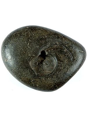 Most Auspicious Natural Stone - Shaligram