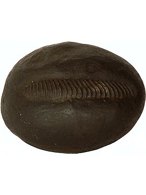 Super Rare Large Shaligrama: Most Auspicious Natural Stone