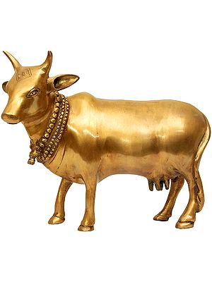 Cow - India's Most Sacred Animal