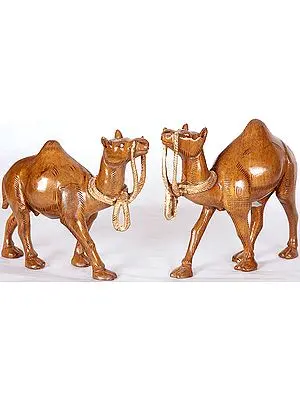 Camel Pair