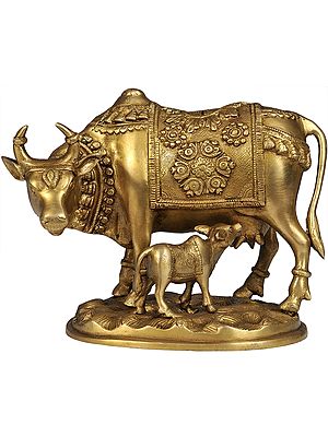 Cow and Calf - Most Sacred Animal of India