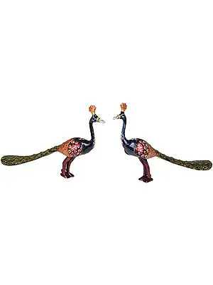 Peacocks Pair