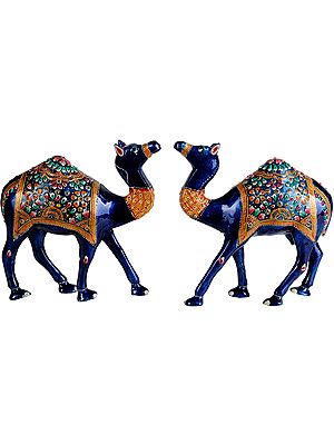 Camel Pair