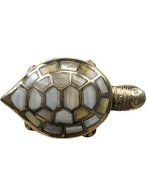 Tortoise Box