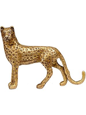 Cheetah