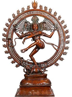 42" Large Size Shiva as Nataraja in Brown Hue In Brass | Handmade | Made In India