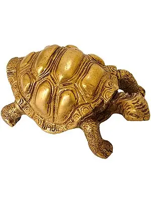 Vastu Tortoise