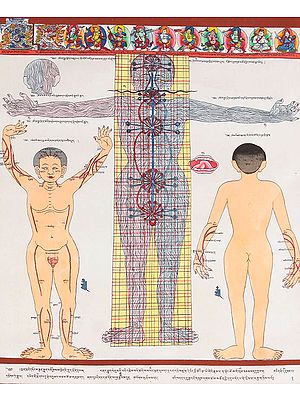 Nerves and Veins in the Body