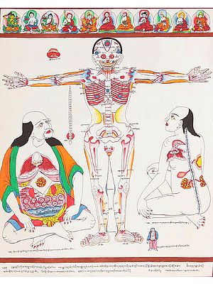 A View of Human Anatomy