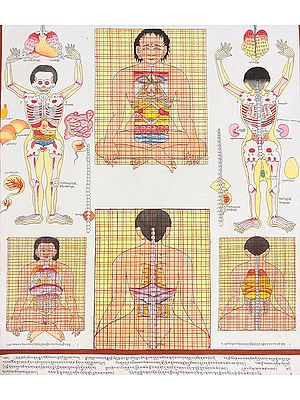 Front and Back View of Human Anatomy