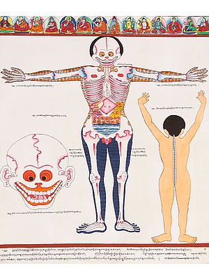 A View of Human Anatomy