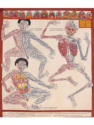 Nerves and Veins in the Body