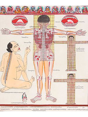 Back View of Human Anatomy