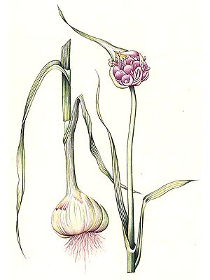 Botanical Flower - Onion