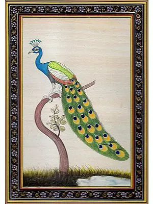 Peacock