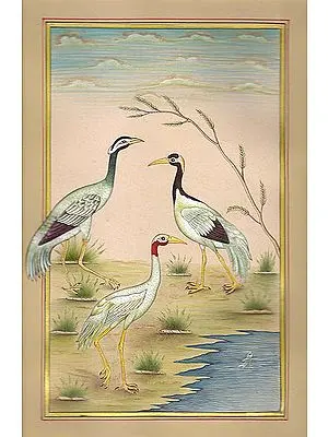 Storks