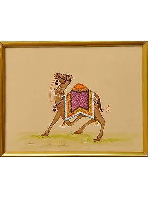 Royal Camel