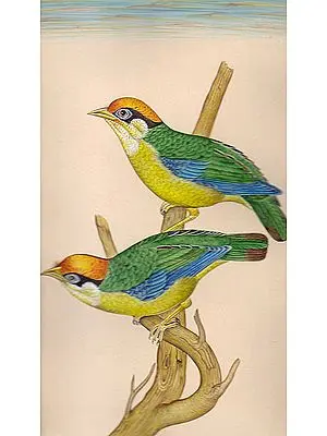 Sparrows
