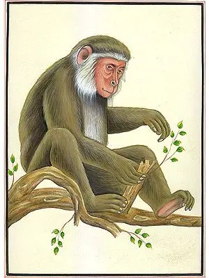 Monkey