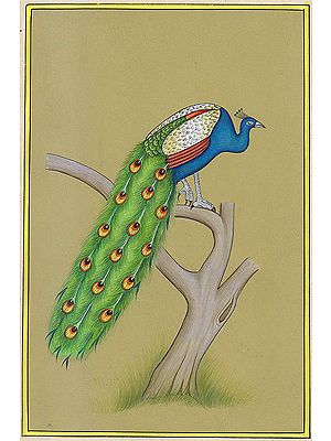 Peacock: National Bird of India