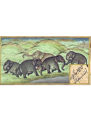An Elephant Herd