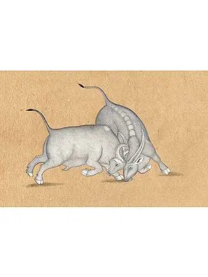 The Bull Fight