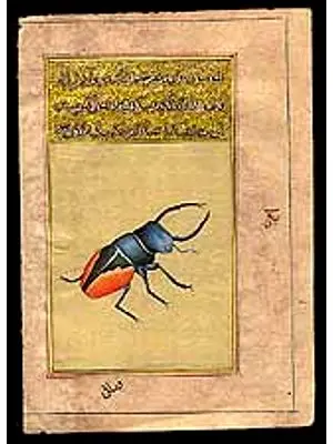 Beetle