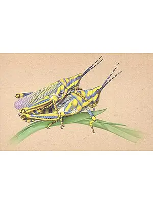 Copulating Locusts