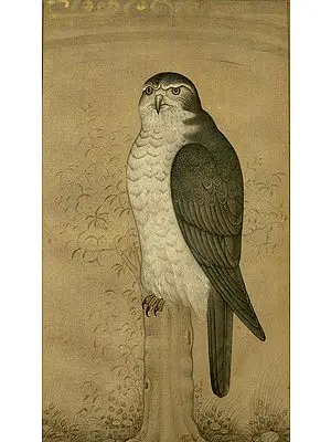 Peregrine Falcon