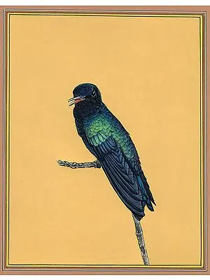 Hummingbird
