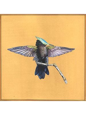 Male Antillean Crested Hummingbird