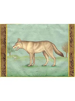 Fox