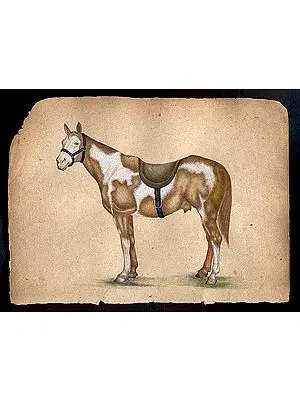 Horse Species of the World - Pinto