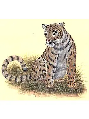 Leopard