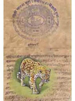 Leopard