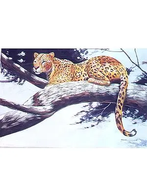 Leopard