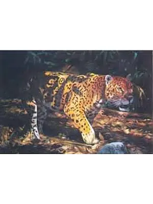 Leopard