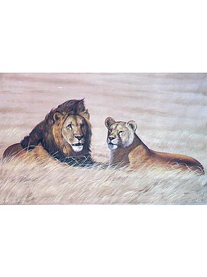 Lion with Lioness