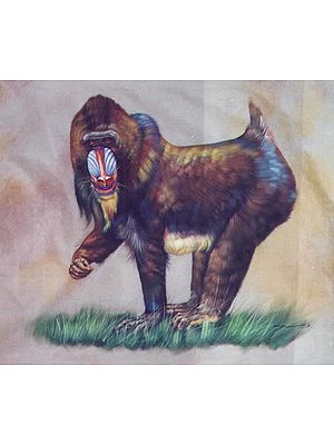 Mandrill-Mandrillus sphinx, Westen Central Africa