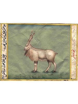 Markhor